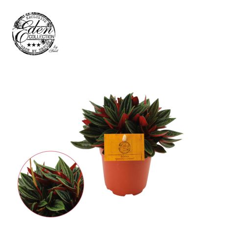 Peperomia Rosso - Kamerplant - ⌀ 10,5 cm
