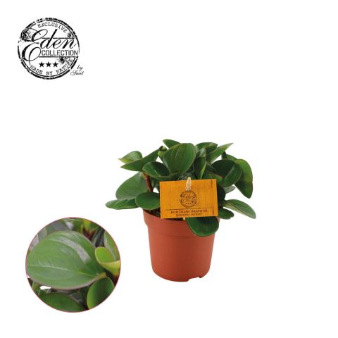 Peperomia Obtipan - Kamerplant - ⌀ 10,5 cm