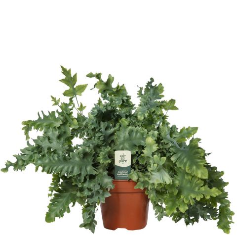Varenmix - Kamerplant - ⌀ 17 cm