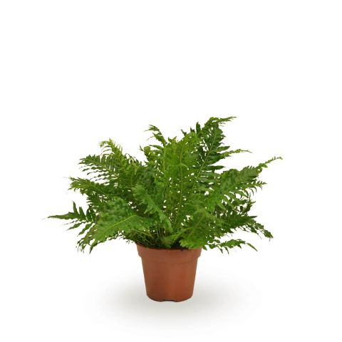 Blechnum 'Silver Lady' (dubbelloofvaren) - Kamerplant - ⌀ 17 cm
