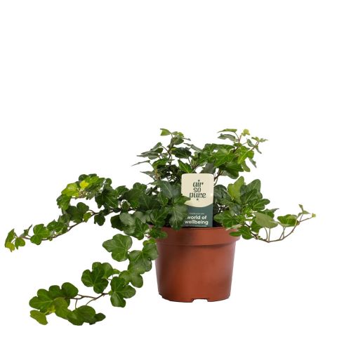 Hedera (klimop) - Kamerplant - ⌀ 12 cm