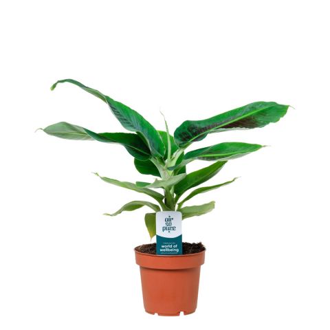 Bananenplant (Musa Dwarf Cavendish) - Kamerplant - ⌀ 12 cm