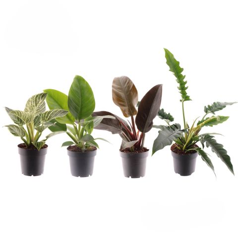 Philodendron - Kamerplant - ⌀ 14 cm