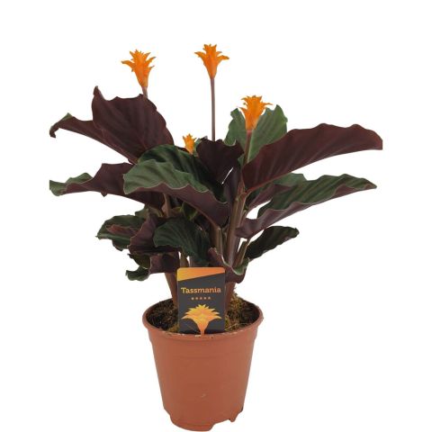 Calathea Crocata (gele calathea) - Kamerplant - Oranje - ⌀ 14 cm