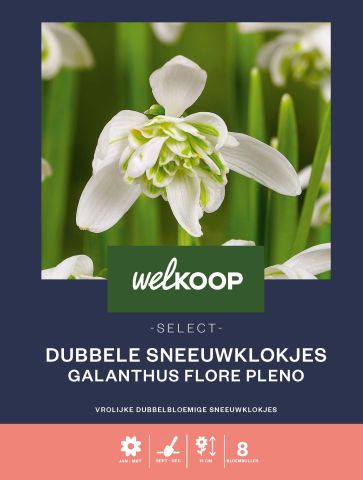 Welkoop Select Dubbele Sneeuwklokjes Galanthus Flore Pleno - Bloembollen - Multi - 8 stuks