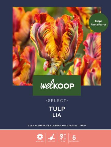 Welkoop Select Tulp Lia - Bloembollen - Multi - 5 stuks