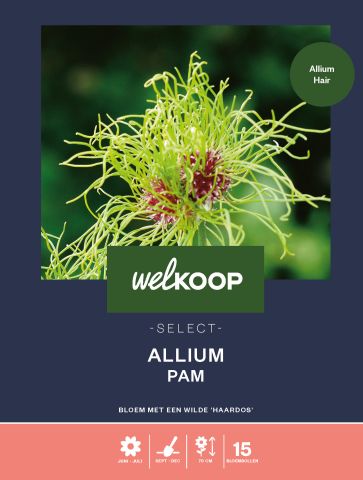 Welkoop Select Allium Pam - Bloembollen - Multi - 15 stuks