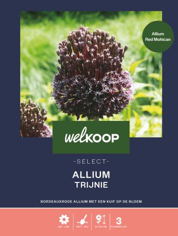 Welkoop Select Allium Trijnie - Bloembollen - Multi - 3 stuks