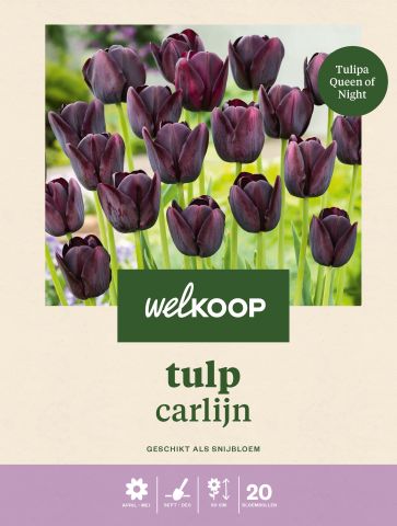 Welkoop Tulp Carlijn - Bloembollen - Multi - 20 stuks