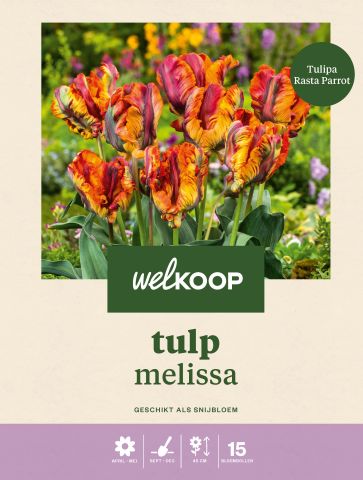 Welkoop Tulp Melissa - Bloembollen - Multi - 15 stuks