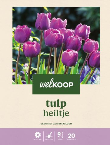 Welkoop Tulp Triumph - Bloembollen - Paarsblauw - 25 stuks