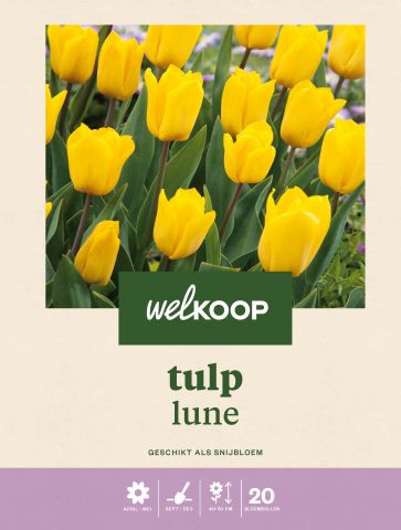 Welkoop Tulp Lune - Bloembollen - Geel - 20 stuks