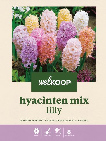 Welkoop Hyacinten mix Lilly - Bloembollen - Multi - 8 stuks