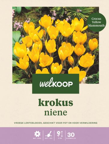 Welkoop Krokus Niene - Bloembollen - Geel - 30 stuks