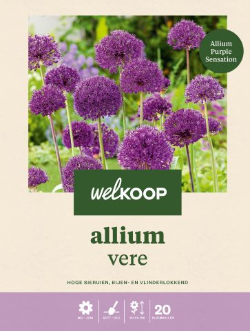 Welkoop Allium Vere - Bloembollen - Multi - 20 stuks