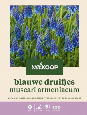 Welkoop Blauwe druifjes Muscari Armeniacum  - Bloembollen - Blauw - 100 stuks