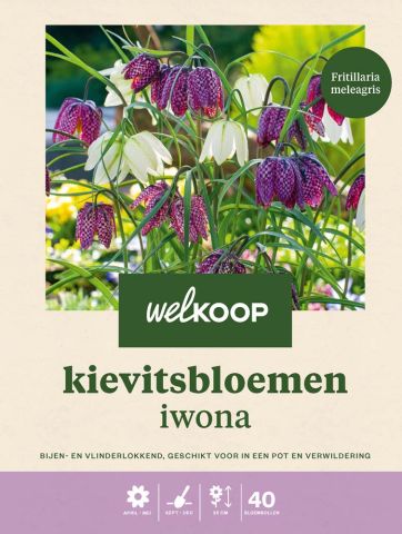 Welkoop Kievitsbloem Iwona  - Bloembollen - Multi - 40 stuks