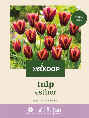 Welkoop Tulp Esther - Bloembollen - Multi - 20 stuks
