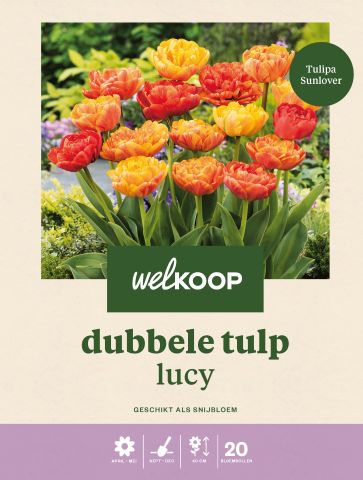 Welkoop Tulp Sunlover - Bloembollen - Oranje - 20 stuks