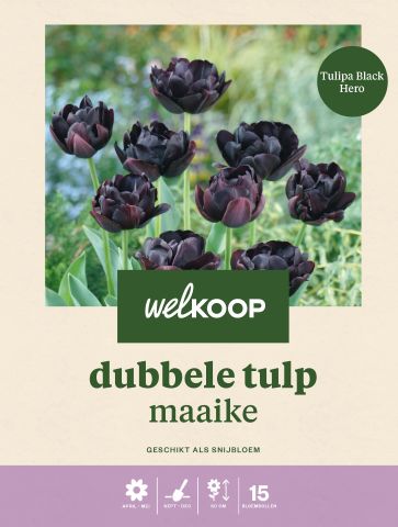 Welkoop Dubbele Tulp Maaike - Bloembollen - Multi - 15 stuks