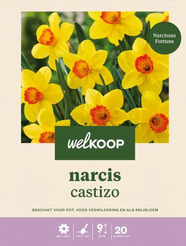 Welkoop Narcis Castizo - Bloembollen - Multi - 20 stuks