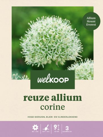 Welkoop Reuze Allium Corine - Bloembollen - Multi - 3 stuks