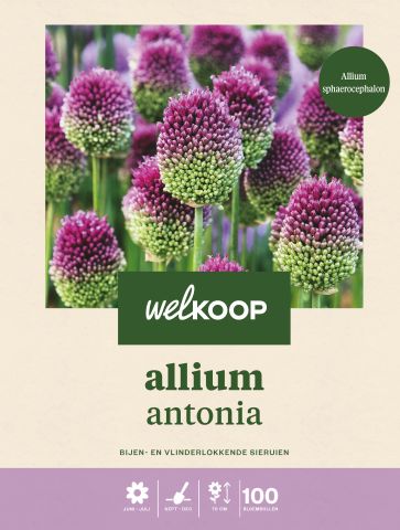 Welkoop Allium Antonia - Bloembollen - Multi - 100 stuks