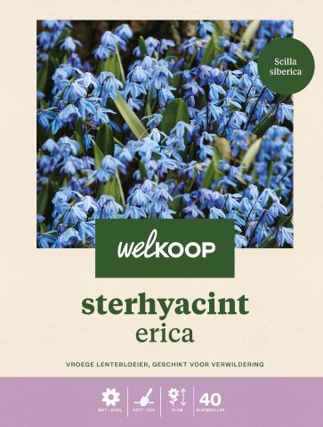 Welkoop Scilla Siberica - Bloembollen - Blauw - 40 stuks
