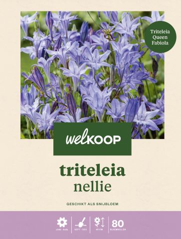Welkoop Triteleia Nellie - Bloembollen - Blauw - 80 stuks