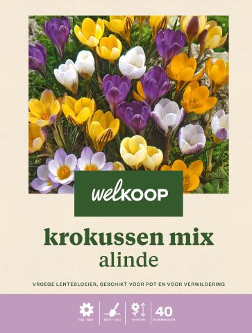 Welkoop Krokus Alinde - Bloembollen - Multi - 40 stuks