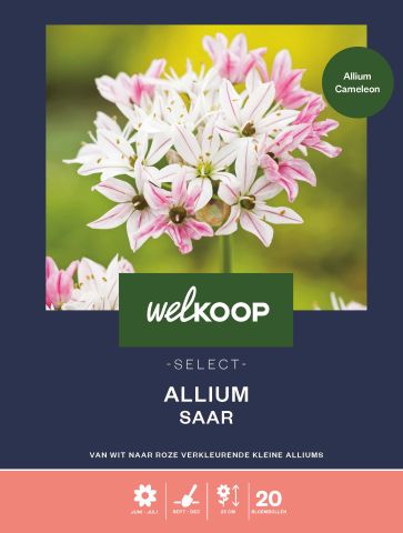 Welkoop Select Allium Saar - Bloembollen - Multi - 20 stuks