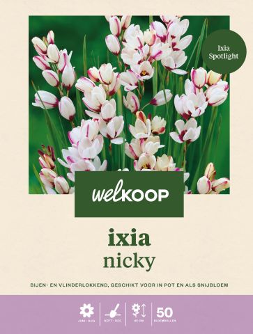 Welkoop Ixia Nicky - Bloembollen - Multi - 50 stuks