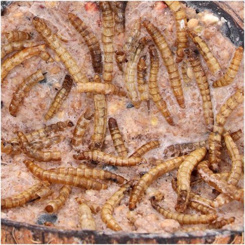 Welkoop - Kokosnoot met Meelwormen - Tuinvogelvoer - Meelwormen - 380 gram