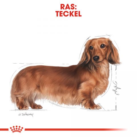 Royal Canin Dachshund Adult Pouch - Hondenvoer - 0,012 kg