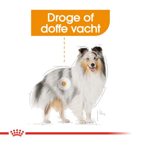 Royal Canin Coat Care Wet - Hondenvoer - 0,012 kg