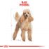 Royal Canin Poedel Adult  - Hondenvoer - 7,5 kg