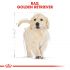 Royal Canin Golden Retriever Junior - Hondenvoer - 3 kg