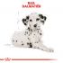 Royal Canin Dalmatian  Junior - Hondenvoer - 12 kg
