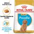 Royal Canin Poedel Junior - Hondenvoer - 3 kg