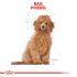 Royal Canin Poedel Junior - Hondenvoer - 3 kg