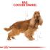 Royal Canin Cocker Spaniel Adult - Hondenvoer - 12 kg