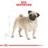 Royal Canin Mopshond Adult - Hondenvoer - 7,5 kg