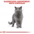 Royal Canin Britse Korthaar Kitten - Kattenvoer - 400 gram