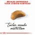 Royal Canin Britse Korthaar Kitten - Kattenvoer - 2 kg