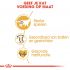Royal Canin Britse Korthaar Kitten - Kattenvoer - 10 kg