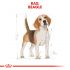 Royal Canin Beagle Adult - Hondenvoer - 12 kg