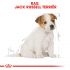 Royal Canin Jack Russell Terrier Junior - Hondenvoer - 1,5 kg