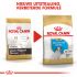 Royal Canin Jack Russell Terrier Junior - Hondenvoer - 3 kg