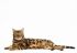 Royal Canin Bengal Adult - Kattenvoer - 10 kg