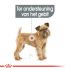 Royal Canin Dental Care Mini - Hondenvoer - 1 kg